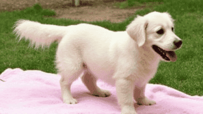 Best Pet Blankets for Comfort and Cleanliness: Our Favorite Picks