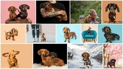 Building a Pet Photography Portfolio: Tips for Aspiring Pet Photographers