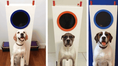 Creating DIY Pet Photo Booths: Fun Setups for Memorable Shots