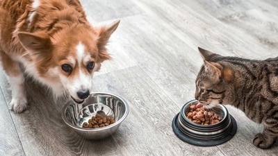 Creating a Balanced Diet for Your Dog: Essential Nutrients Explained