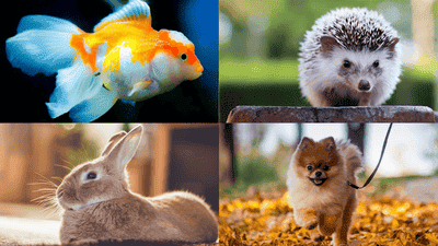 Finding the Right Match: How to Choose the Perfect Pet for Your Family