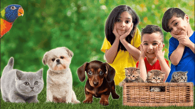 Finding the Right Match: How to Choose the Perfect Pet for Your Family