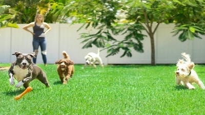 Hosting a Pet Playdate: The Dos and Don'ts of Socializing Pets
