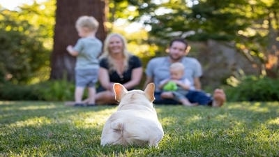 How to Capture Emotions in Pet Photography: Telling a Story Through Your Images