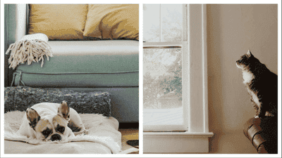 How to Create a Pet-Friendly Home That's Stylish and Functional