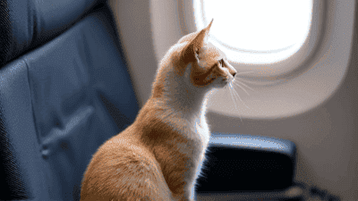 How to Prepare Your Pet for Air Travel: Tips for a Smooth Journey