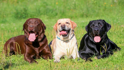 Labrador Retriever: Why This Breed Is America's Favorite Dog
