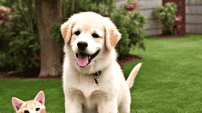 Socializing Your Pet: Tips for a Confident and Friendly Companion