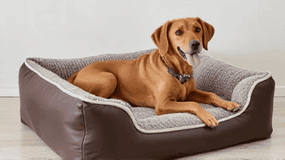 The Best Dog Beds for Comfort and Support: A Comprehensive Guide