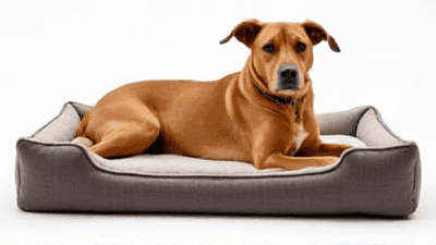 The Best Dog Beds for Comfort and Support: A Comprehensive Guide