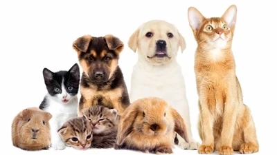 The Best Pets for Families with Busy Schedules