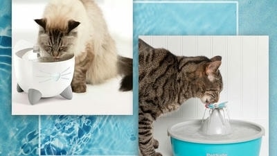The Best Water Fountains for Cats: Hydration Made Easy