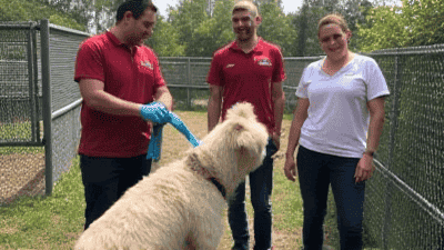 The Role of Volunteers in Animal Rescue: How They Change Lives