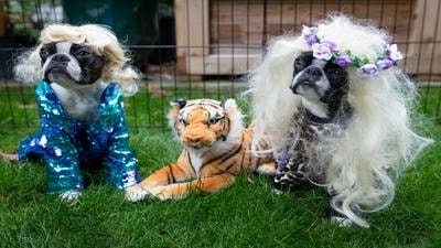 Themed Pet Events: Dressing Up for Halloween, Christmas, and More!