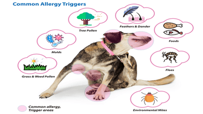 Understanding Pet Allergies: Common Triggers and How to Alleviate Symptoms
