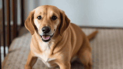 Understanding the Cost of Pet Adoption: Budgeting for Your New Family Member