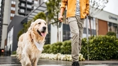 Urban Pet Life: Tips for Raising a Happy Pet in the City
